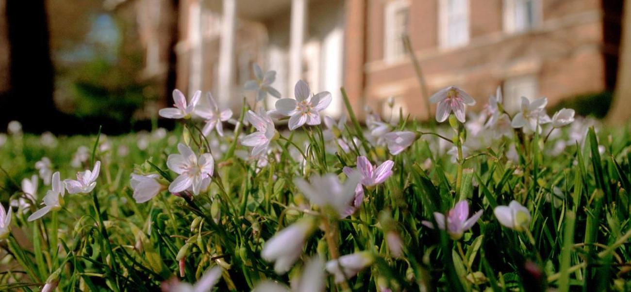 close-up flowers in front of Walter Hall